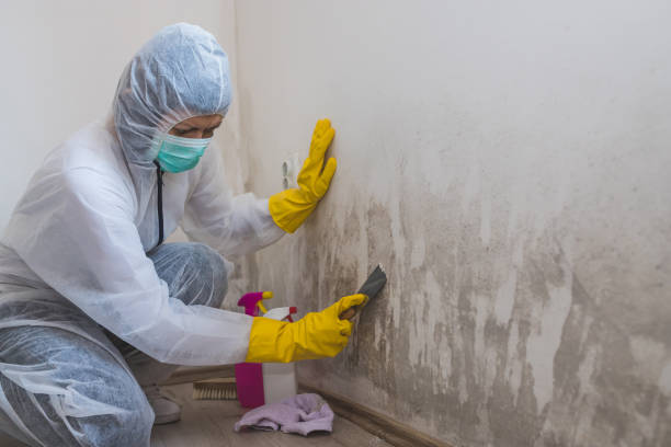 Best Commercial Mold Inspection  in Spring Valley, CA