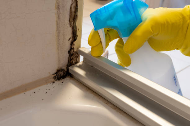 Mold Odor Removal Services in Spring Valley, CA