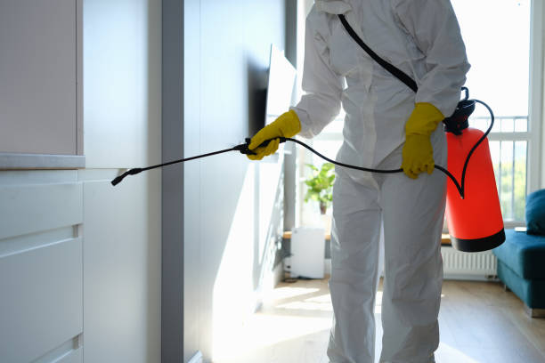 Mold Removal for HVAC Installations in Spring Valley, CA