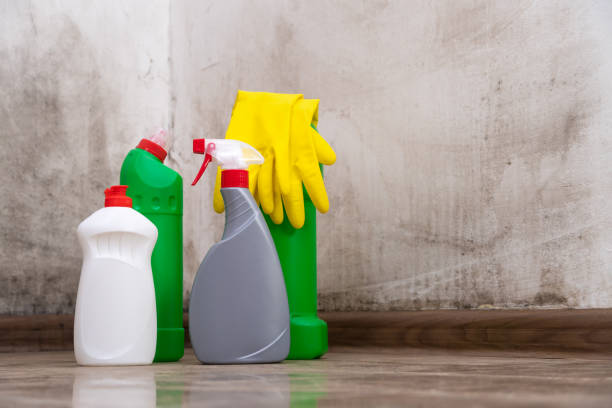 Reliable Spring Valley, CA Mold Remediation Solutions