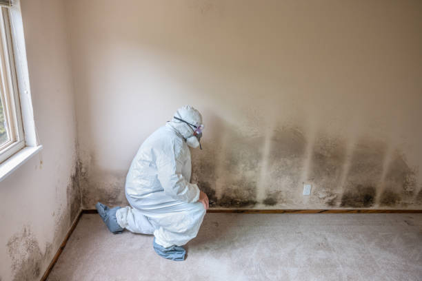 Best Emergency Mold Remediation  in Spring Valley, CA